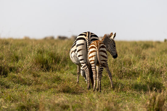 Plains zebra foal stands beside an adult zebra in open savannah grassland - Masai Mara National Reserve, Kenya, African wildlife safari photography