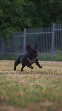 cute small french bulldog play with stick in park on grass, slow motion