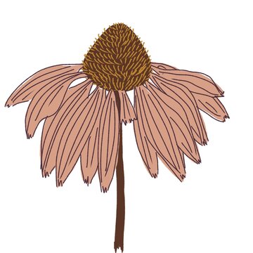 Hand drawn single echinacea autumn flower
