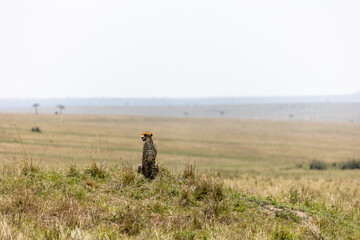 Cheetah sits on a grassy mound overlooking the open savannah plains - Masai Mara National Reserve, Kenya, African wildlife safari photography © TheStorygrapher