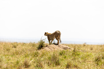 Cheetah stands on a mound facing away across the open savannah - Masai Mara National Reserve, Kenya, African wildlife safari photography © theStorygrapher