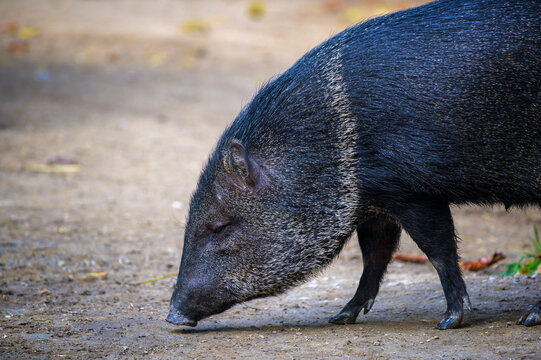 Close-up of a collared peccary, also called javelina, foraging on dry ground in a natural outdoor setting with a soft blurred background.