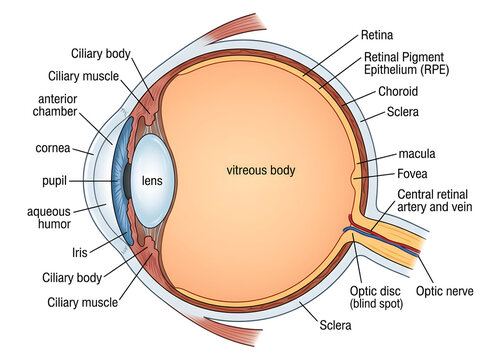Human eye anatomy cross-sectional diagram isolated on white background