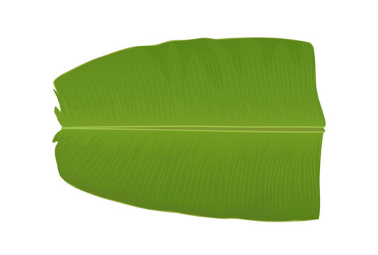 Green Banana Leaf, Thooshanila Kerala traditional onam, vishu sadya, graphics Illustration Isolated on Transparent Background