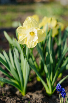 Single Yellow Narcissus Daffodil and Blue Muscari in Spring