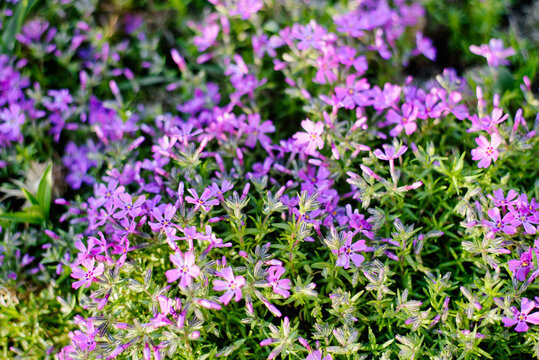 Beautiful Blooming Purple Creeping Phlox Flowers in Spring Garden