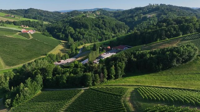 Summer drone footage shows Styria vineyards glowing in sunset light, rolling hills covered in green rows, warm atmosphere, calm landscape, smooth motion capturing quiet beauty of wine country.
