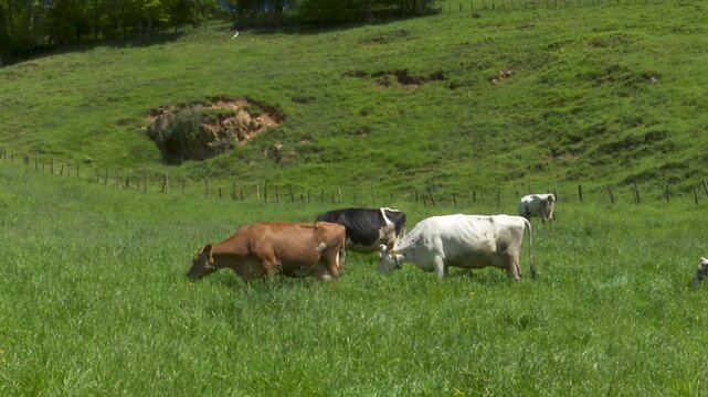 Dairy cattle herd grazing in green grass meadow