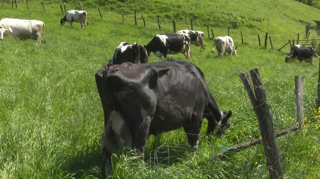 Dairy cattle herd grazing in green grass pasture
