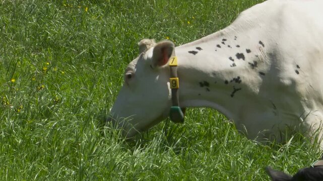 White and black dairy cattle grazing in a green grass meadow
