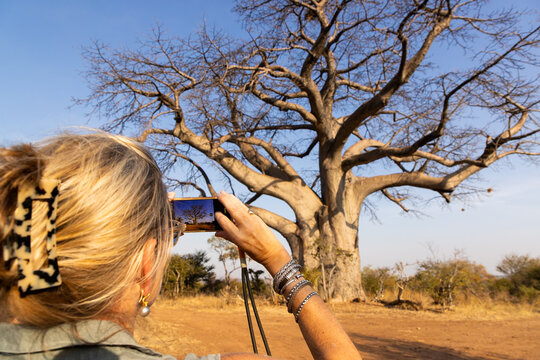 rear view of adult woman taking picture of baoba tree, Zambezi National Park, Zimbabwe, Africa
