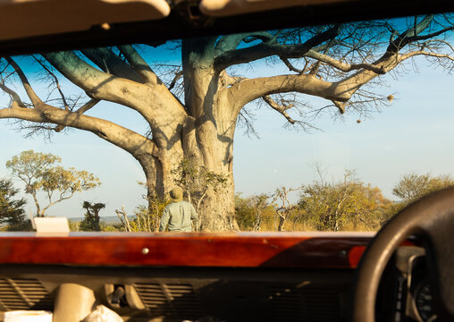 baobab tree viewed through vintage safari vehicle, Zambezi National Park, Zimbabwe, Africa