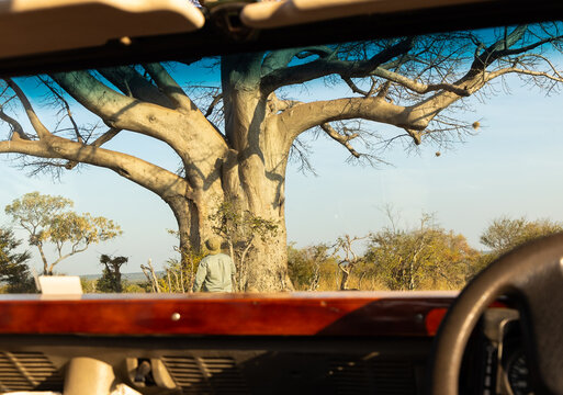baobab tree viewed through vintage safari vehicle, Zambezi National Park, Zimbabwe, Africa