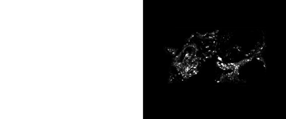 Golden liquid splash on white and black background, honey or oil splatter explosion, dynamic fluid droplets in motion © Joba