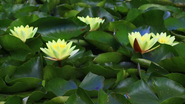 Yellow water lily flowers with green leaves swinging on the surface of the water