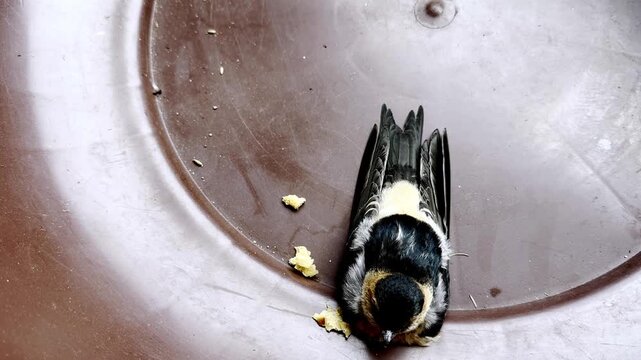 Baby Swallow in Critical Condition Showing Fragile Wildlife, Bird Rescue, Conservation Awareness and Natural Survival Struggle in Outdoor Environment