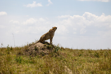 Adult cheetah sits on a termite mound and scans the savannah under a blue sky - Masai Mara National Reserve, Kenya, African wildlife safari photography © TheStorygrapher