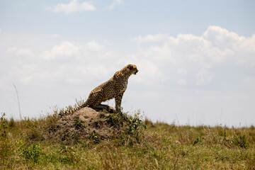 Adult cheetah sits on a termite mound looking across the savannah - Masai Mara National Reserve, Kenya, African wildlife safari photography © TheStorygrapher