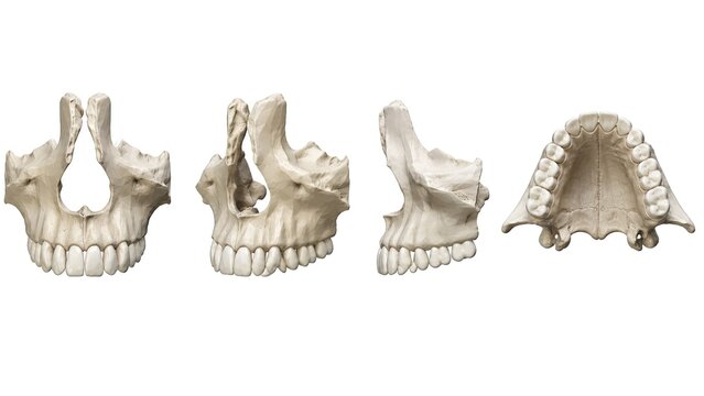 Human maxilla bone multiple anatomical views with upper teeth hard palate detailed skeletal anatomy isolated on white background