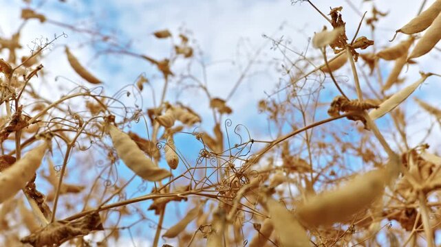 Low angle close-up of ripe, dry winter pea pods and curly tendrils on stalks against a blue sky before harvesting.