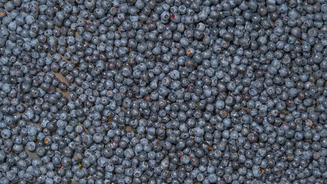 Food fruits photography - Wild blueberries (Vaccinium myrtillus) texture background