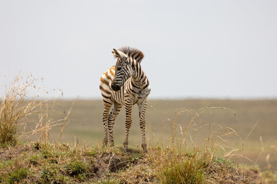 Young plains zebra foal stands on a grassy mound with its head turned to the side - Masai Mara National Reserve, Kenya, African wildlife safari photography