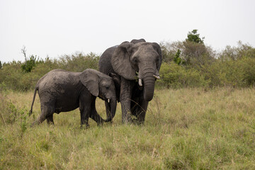 Fototapeta premium Adult African bush elephant stands with its calf feeding in savannah grass - Masai Mara National Reserve, Kenya, African wildlife safari photography