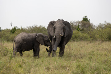 Fototapeta premium African bush elephant calf reaches toward an adult in savannah grass - Masai Mara National Reserve, Kenya, African wildlife safari photography
