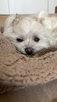 Grumpy Maltese dog growling on blanket, video
