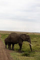 Fototapeta premium Adult African elephant walks along the grassy edge of a dirt track with its calf behind - Masai Mara National Reserve, Kenya, African wildlife safari photography