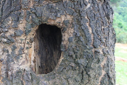 old tree trunk