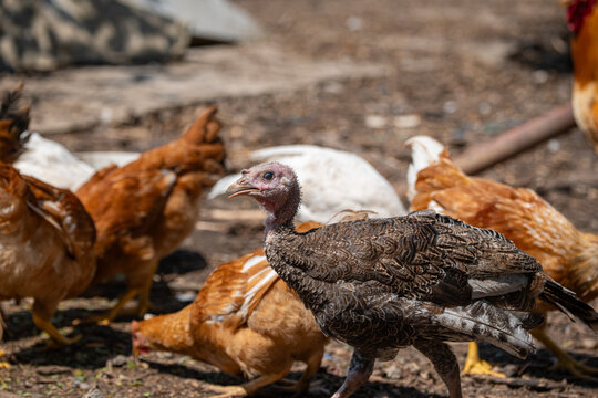 A side profile shot of a young brown turkey walking past a flock of brown and white domestic chickens feeding on a farmyard