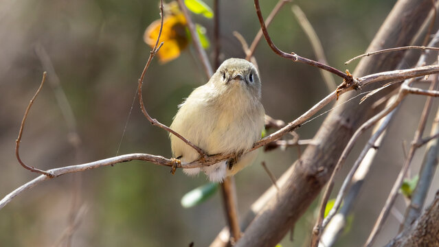 Small songbird perched among thin branches in woodland