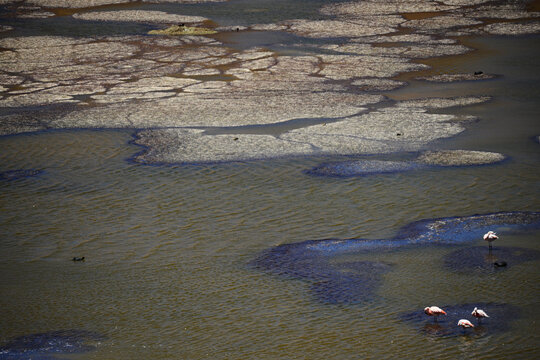 Flamingoes in Laguna Negra in Reserva Eduardo Avaroa, Bolvian Desert, Bolivia