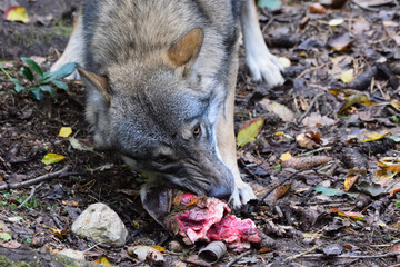 Close-up of a gray wolf feeding on prey. Powerful wildlife documentary image showing the natural behavior of an apex predator. © Eric