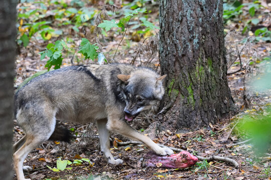 A gray wolf guarding its prey in the forest. Authentic wildlife image documenting territorial and natural feeding behavior in a woodland habitat.