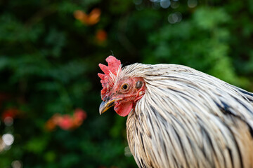 A close up profile shot of a beautiful white and grey rooster standing outdoors in front of a lush green background © Octavian