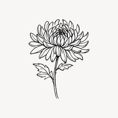 Obraz premium Line drawing of a chrysanthemum flower with detailed petals and leaves.