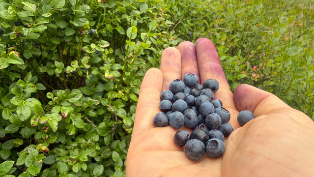 A woman in the woods picking wild blueberries