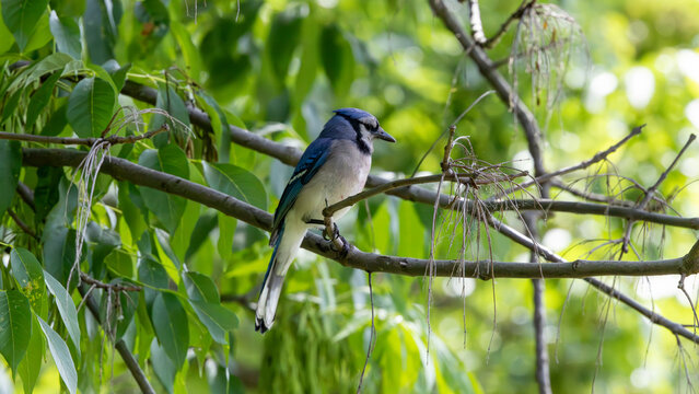 Blue jay perched on a branch in summer foliage in woodland