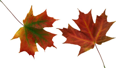 Fototapeta premium autumn maple leaves