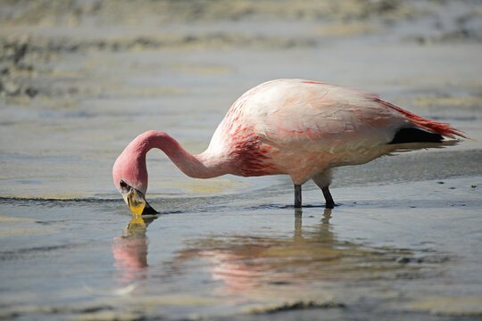 Flamingoes on Laguna Hedionda, Reserva Eduardo Avaroa, Bolvian Desert, Bolivia