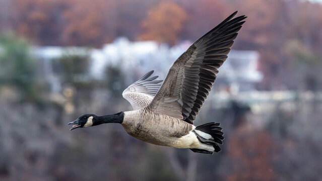 Canada goose flying over a distant waterfront in freshwater habitat