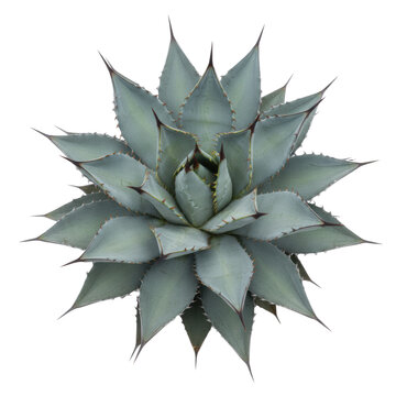 Mature blue agave succulent with thick glaucous leaves arranged in a symmetrical star-shaped rosette against a plain white background, botanical specimen concept