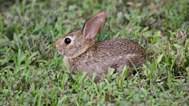 Eastern cottontail rabbit sitting alert in short grass in meadow