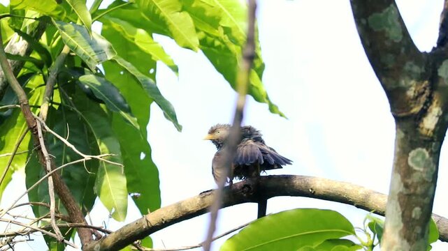 Small brown bird preening its feathers on a tree branch in a sunny tropical garden close-up shot