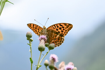 farfalla macro  © franzdell