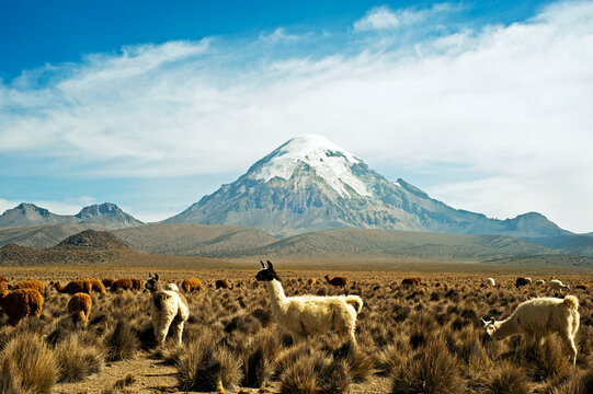 Llamas with snowcapped volcano Sajama, Sajama National Park, Bolivia