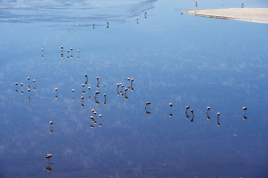 Mirrors and Flamingoes, Bolvian Desert, Bolivia