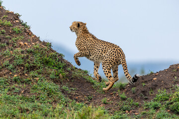 Cheetah climbs a grassy mound with one front leg raised - Masai Mara National Reserve, Kenya, African wildlife safari photography © TheStorygrapher